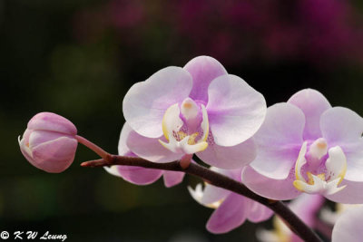 Orchid DSC_3416