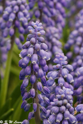 Muscari DSC_3359