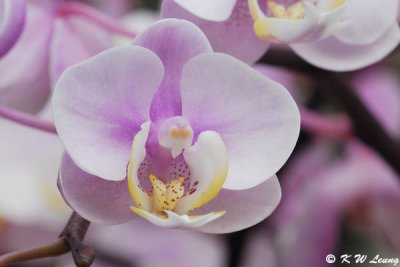 Orchid DSC_3272