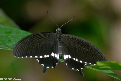 Papilio polytes DSC_2000