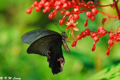 Papilio protenor DSC_0379