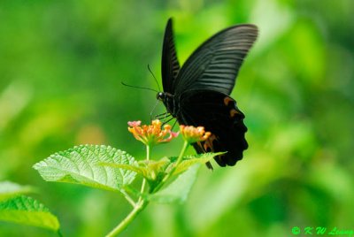 Papilio protenor DSC_0392