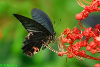 Papilio protenor (藍鳳蝶)