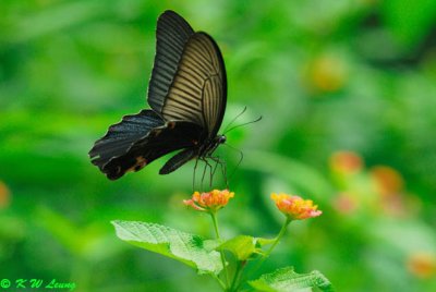 Papilio protenor DSC_0441