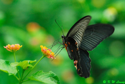 Papilio protenor DSC_0446