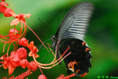 Papilio protenor DSC_0449