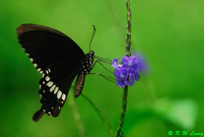 Papilio polytes DSC_4960