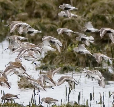 Dunlin