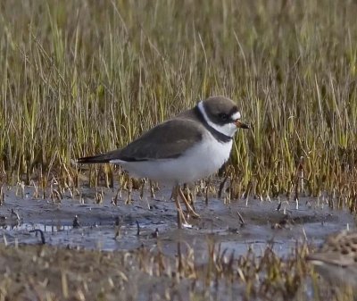 Semipalmated Plover