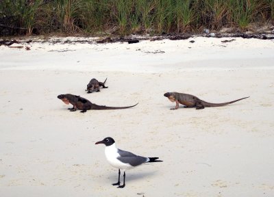 iguana3.jpg