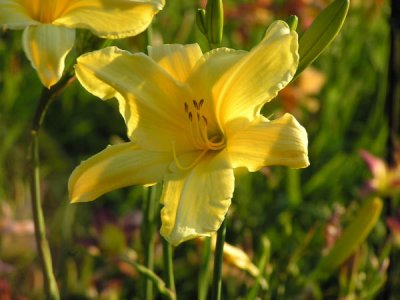 Spring Flowers