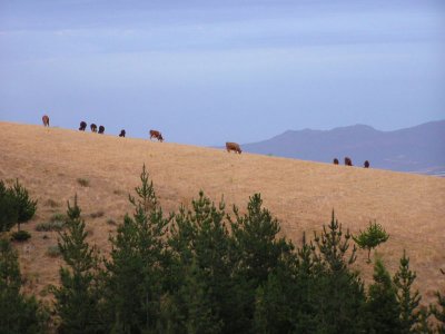 Tulbagh