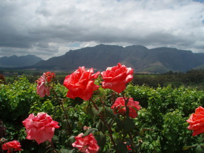 Gaurdian Peak  Stellenbosch South Africa