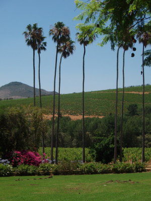 Uitkyk Wine Estate Stellenbosch Cape Town