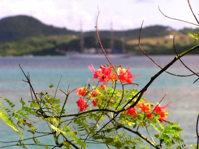 Le Marin Martinique
