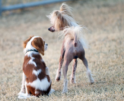 Rex and the Chinese Crested