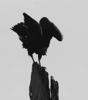 bird perched.jpg