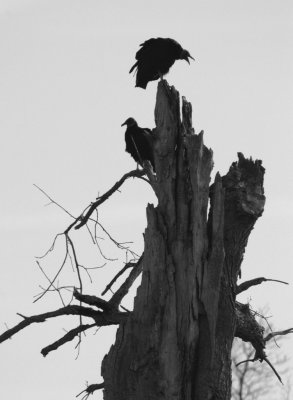 death watch