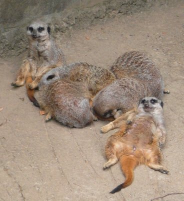 lazing about.jpg