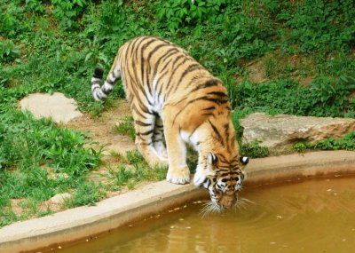 taking a sip.jpg