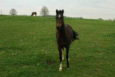 young foal.jpg