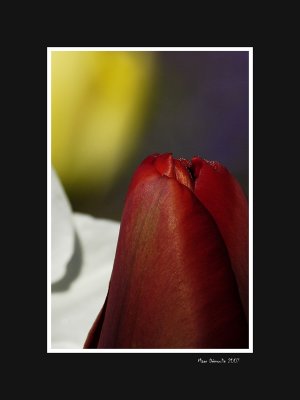 Tulip, narcissus, and tulip
