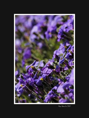 Violet flower bank