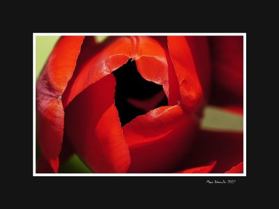 Tulip 3