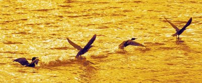 Cormorant Takeoff - Tritone