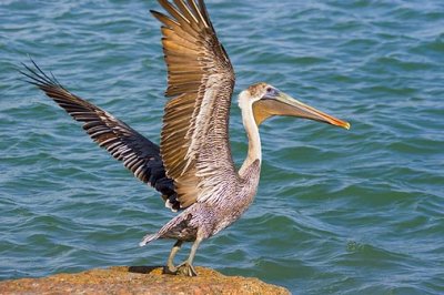 Pelican Takeoff 44934