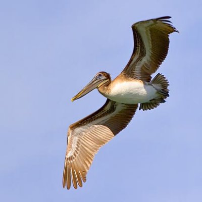 Pelican In Flight 44868