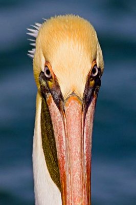 Pelican Face 44948
