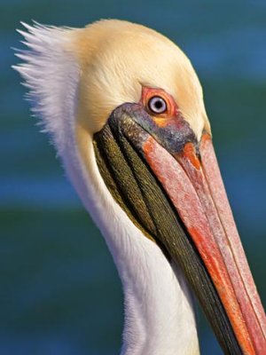Pelican Closeup 44957