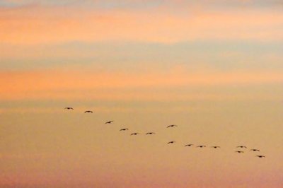 Flock of Pelicans 45471
