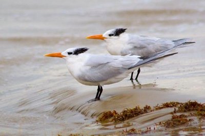 Two Royal Terns 45642