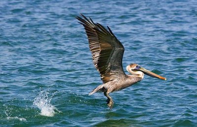 Pelican Takeoff 44916