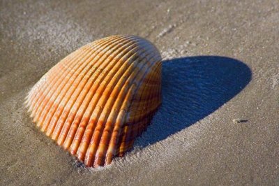 Seashell 45702