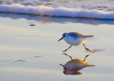 Scurrying Sanderling 45879