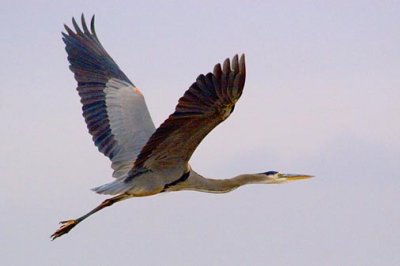 Heron In Flight 46165