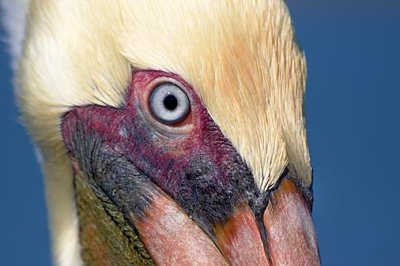 Pelican Eye 20061212