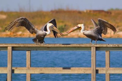 Dueling Brown Pelicans 46553
