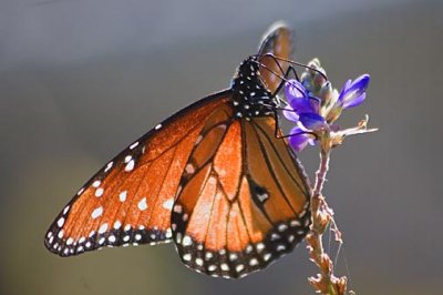 Queen Butterfly 46535