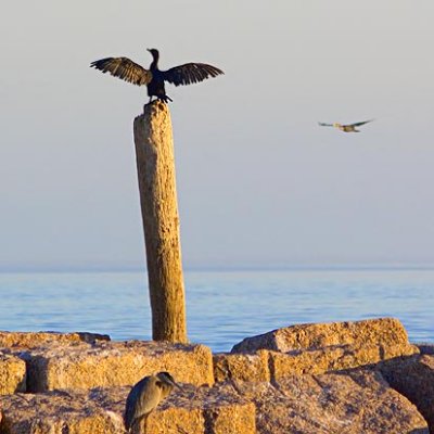 Cormorant Drying Its Wings 46740