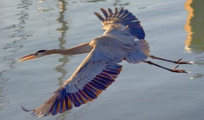 Heron In Flight 46757