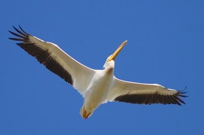 White Pelican In Flight 46576