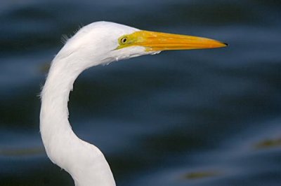 Egret Head 46923