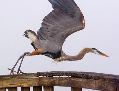 Heron Taking Off 46226