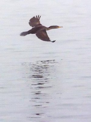 Cormorant In Flight 46247