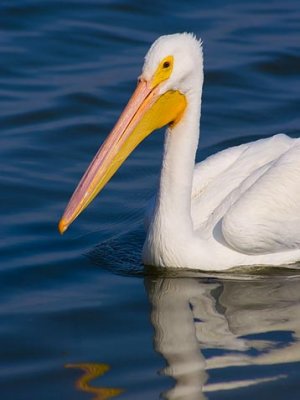 White Pelican 46883