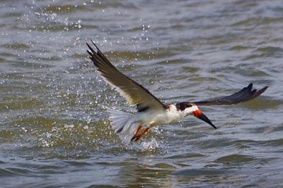 Black Skimmer 47462